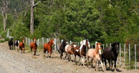 D-056 CABALLOS SALVAJES